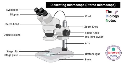 dissecting microscope|Dissecting microscope (Stereoscopic or Stereo microscope).